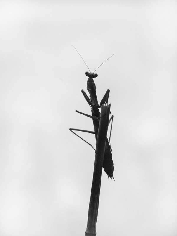 Mantis-3.jpg