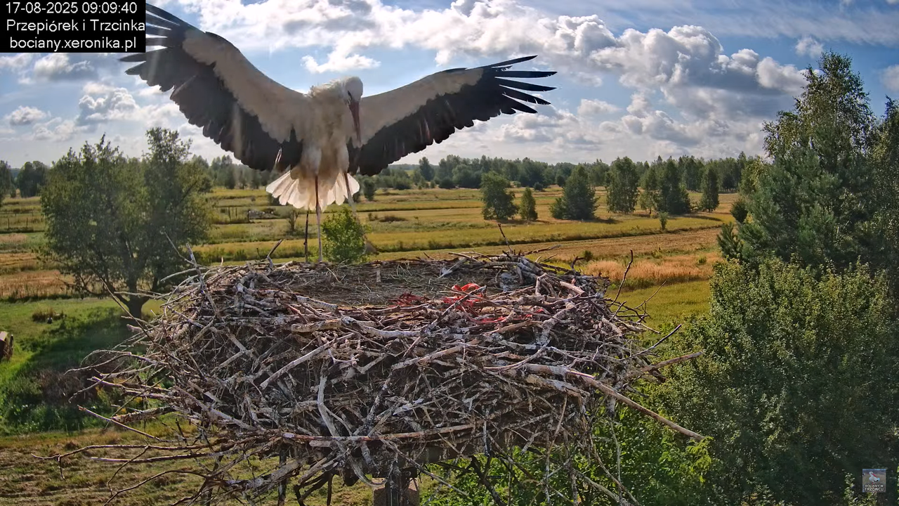 17082025bociany11