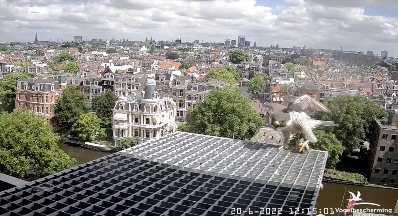 Amsterdam/Rijksmuseum screenshots © Beleef de Lente/Vogelbescherming Nederland - Pagina 30 Video-2022-06-20-121714-Moment-3