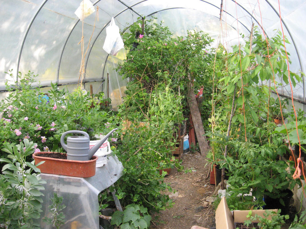 garden May 2018 007