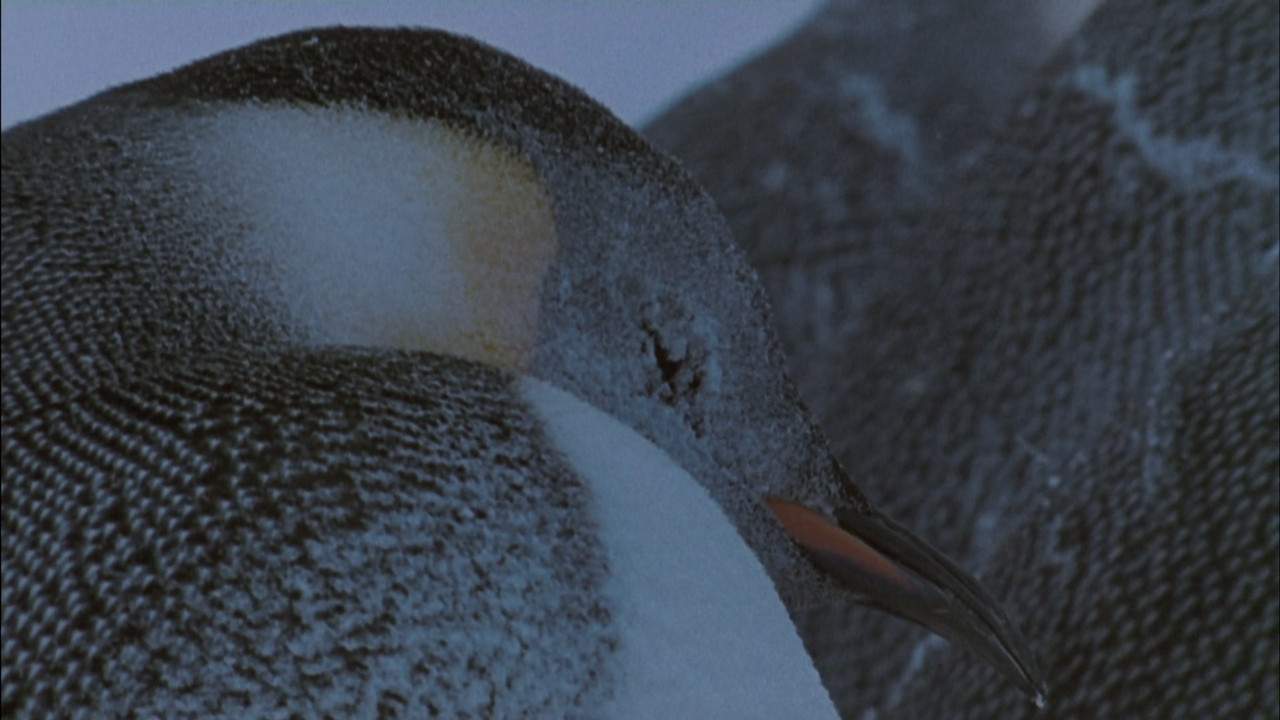 March of the Penguins (2005) (1080p BluRay x265 Silence)-4