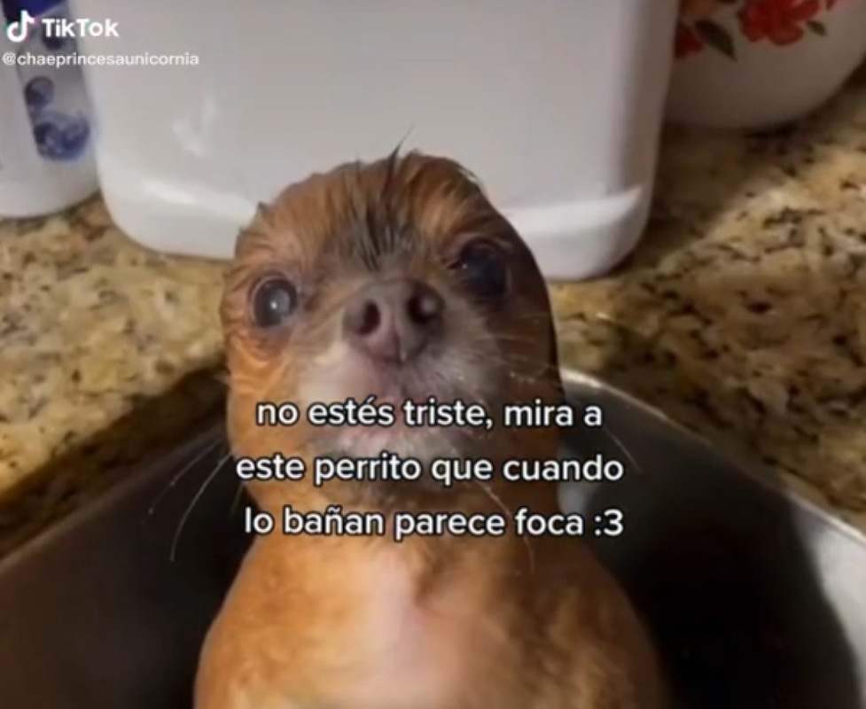 TikTok viraliza al perro foca, un perrito que al bañarse cambia