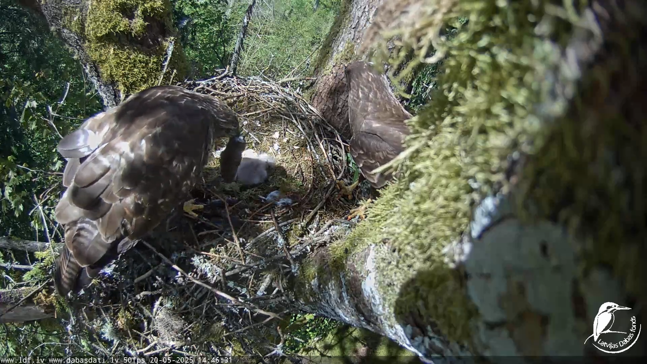 Melnās klijas (Milvus migrans) Kurzemē_ peļu klijāni (Buteo buteo) 12-53-32 screenshot