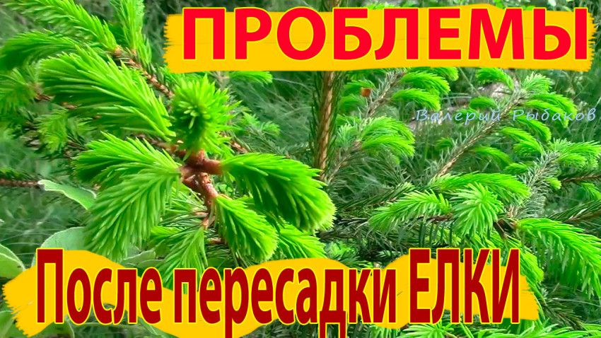 Лучший сезон для посадки елей и сосен