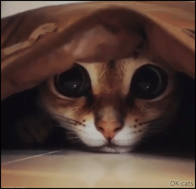 Weird-Cat-GIF-Cat-hidden-under-his-blanket-bobbing-head-watching-his-toy.gif