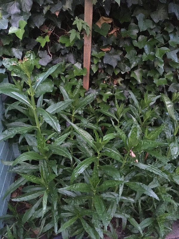 BDDCA997-7766-4093-816C-72FDCFF49FCC