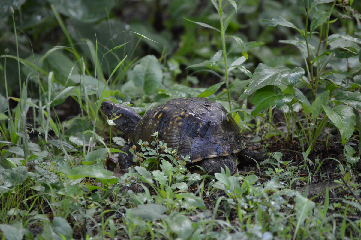 2021-7-1 Box Turtle (3)