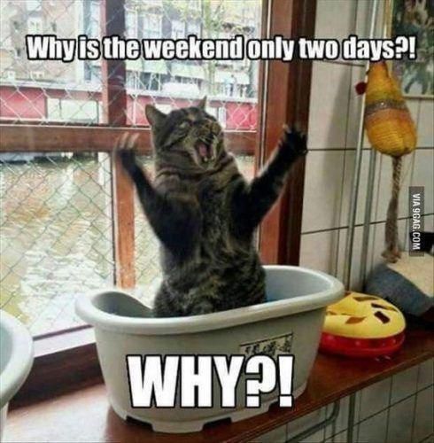 Cat Humor #8