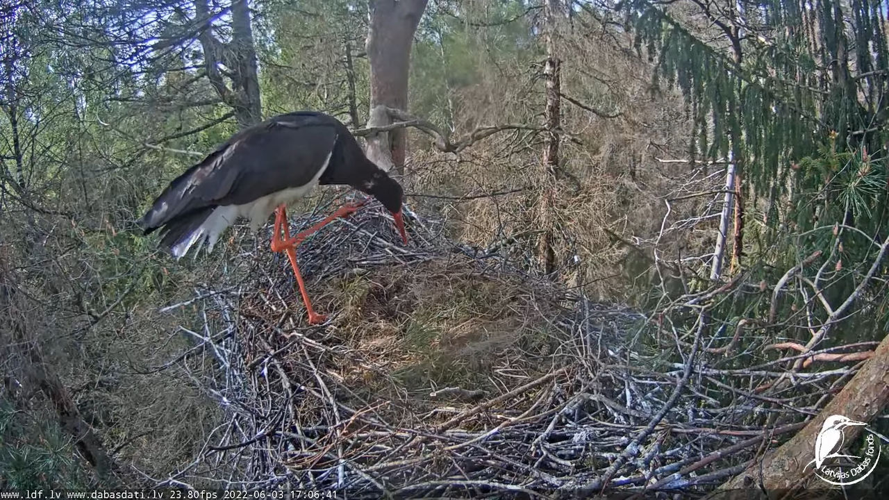 Melnais stārķis (Ciconia nigra) Siguldas novadā - LDF tiešraide 11-5-41 screenshot