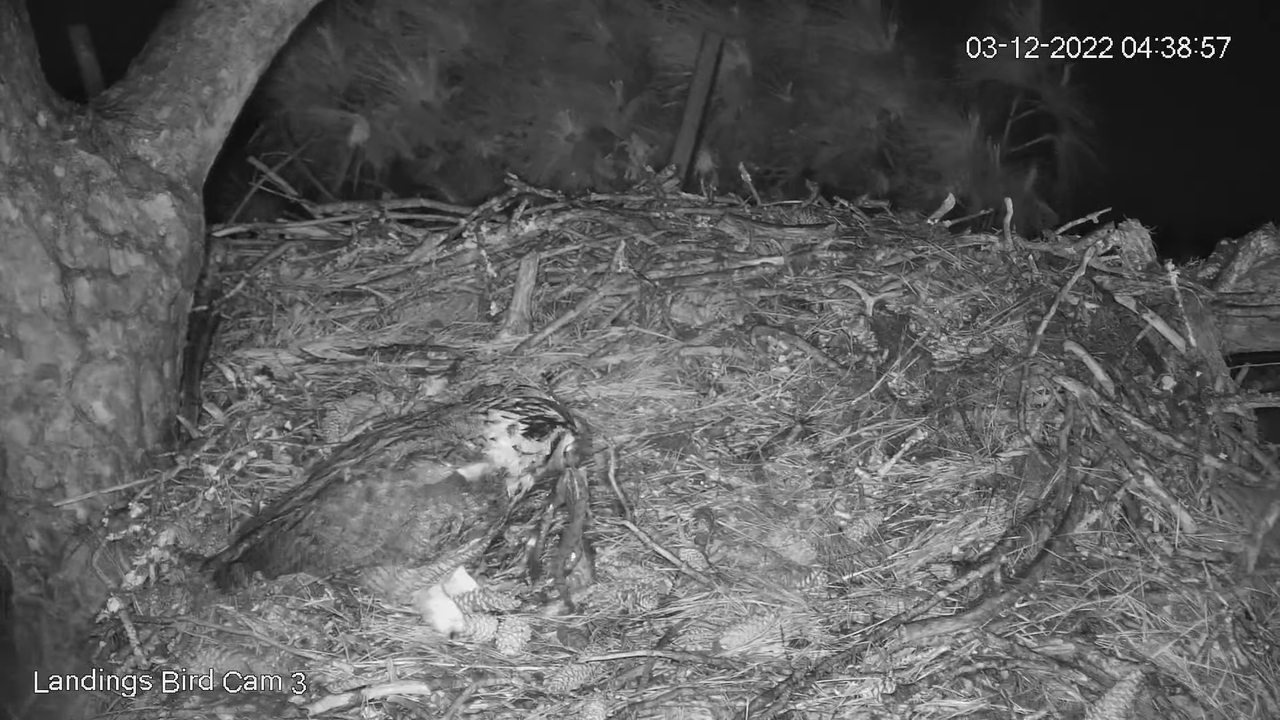 Live! Savannah Great Horned Owls (Cam 3 PTZ) _ Cornell Lab & Skidaway Audubon 14-8-41 screenshot