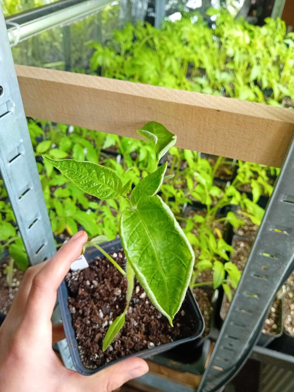 att.rg713bvYSOGbl6_64nUjAwp289B61mWn4ep4bIAhnK4