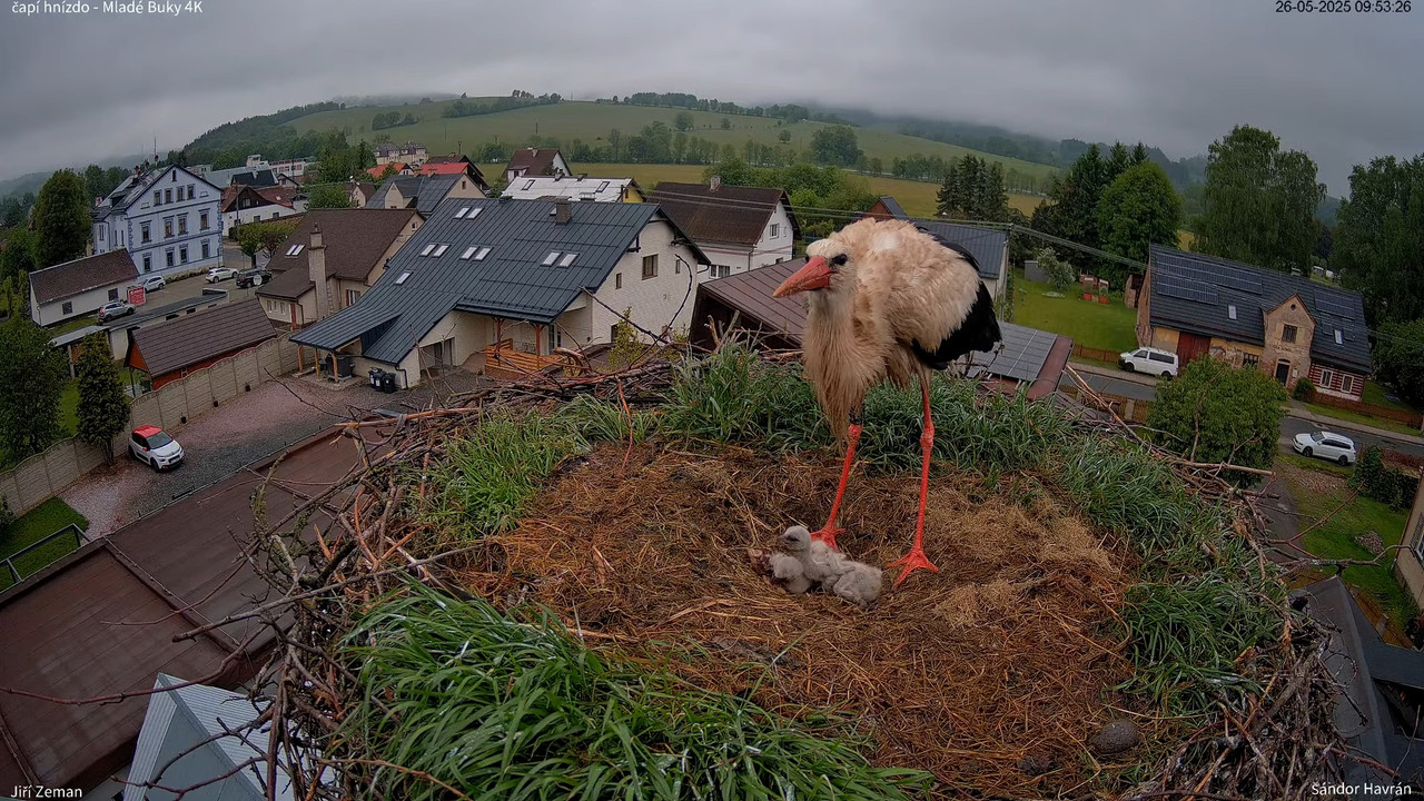 Živá kamera - Mladé Buky - čapí hnízdo 4K 13-5-1 screenshot