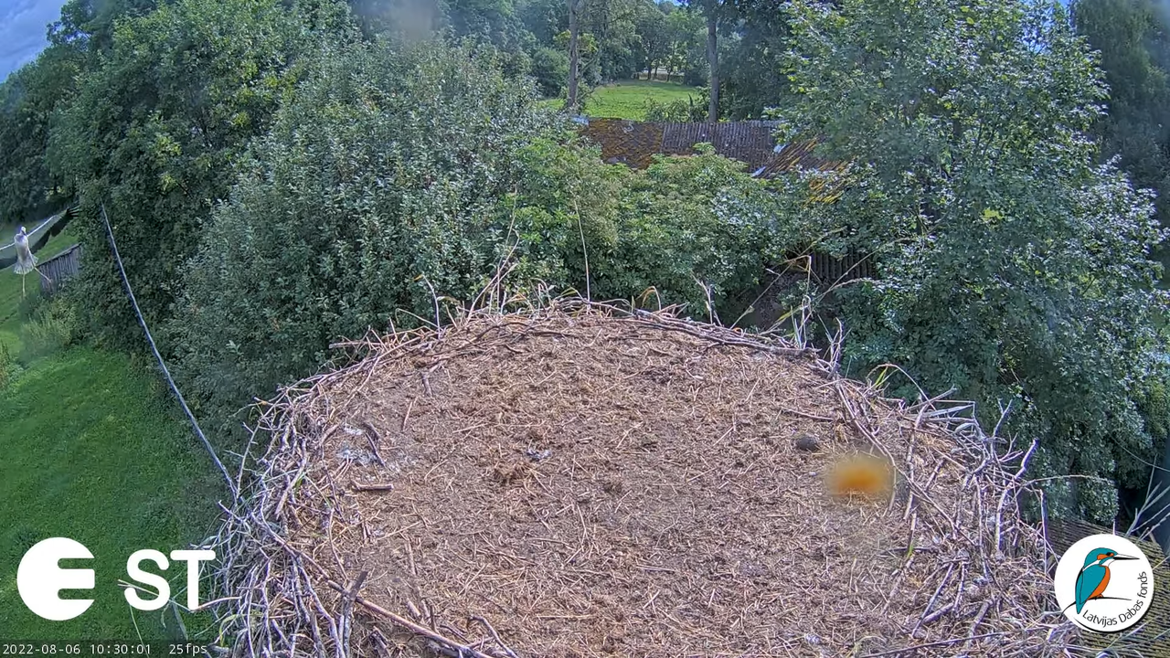 Baltie stārķi (Ciconia ciconia) Tukuma novadā - LDF tiešraide __ White storks in Tukums, Latvia 12-2