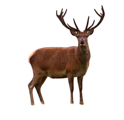 Stag-6022041527-removebg-preview.png