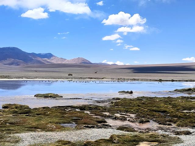 VOLCAN GALAN. LAGUNA DIAMANTE, FUMAROLAS. LAGUNA GRANDE - ARGENTINA INFINITA II/ TORRES DEL PAINE (15)