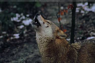 ronja-howling-by-khalliysgraphy-d39fu7v-250t.jpg