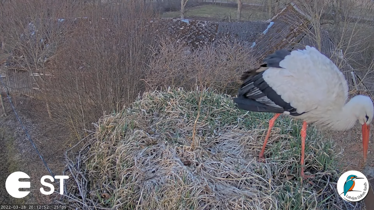 Baltie stārķi (Ciconia ciconia) Tukuma novadā - LDF tiešraide __ White storks in Tukums, Latvia 9-19