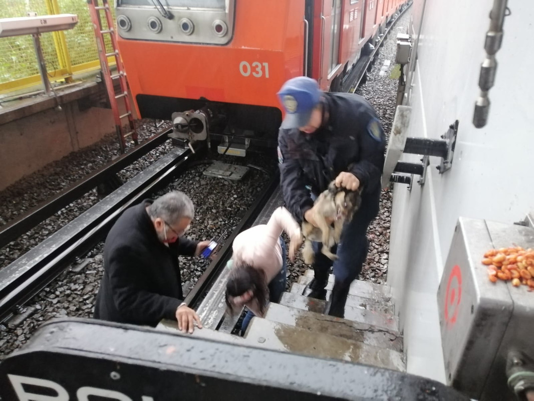 Tierno perrito fue salvado de la muerte gracias a héroes del Metro