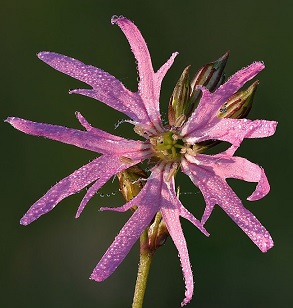 Who knows! Ragged-robin