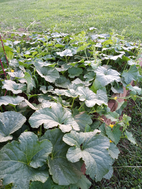 [Image: melon1.png]