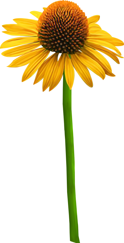 Pumpkinfairykitpudnflowers