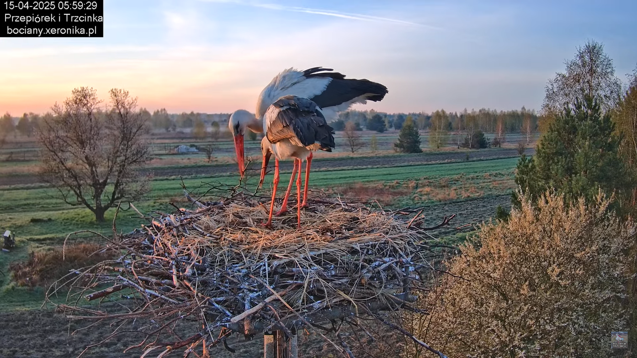 15042025bociany4