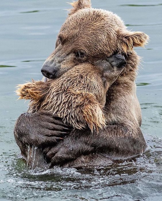 greycuddlebears.jpg