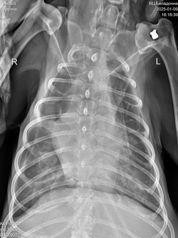 DX009377_1