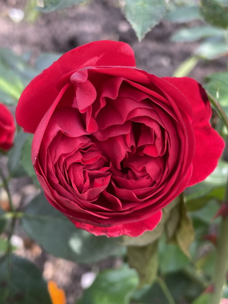 https://i.postimg.cc/PfSnk5RX/IMG-6291.jpg