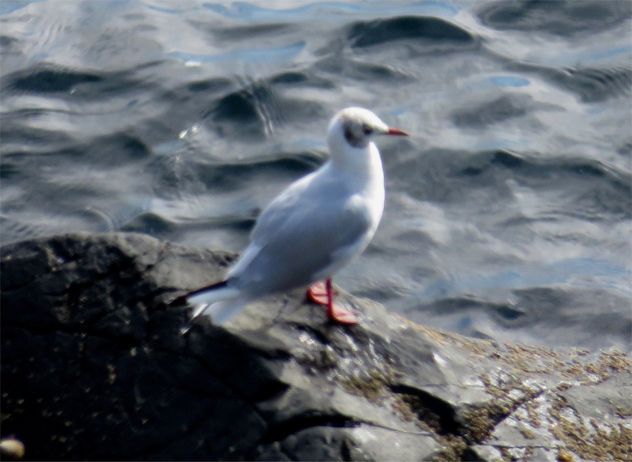 Black-headed gull