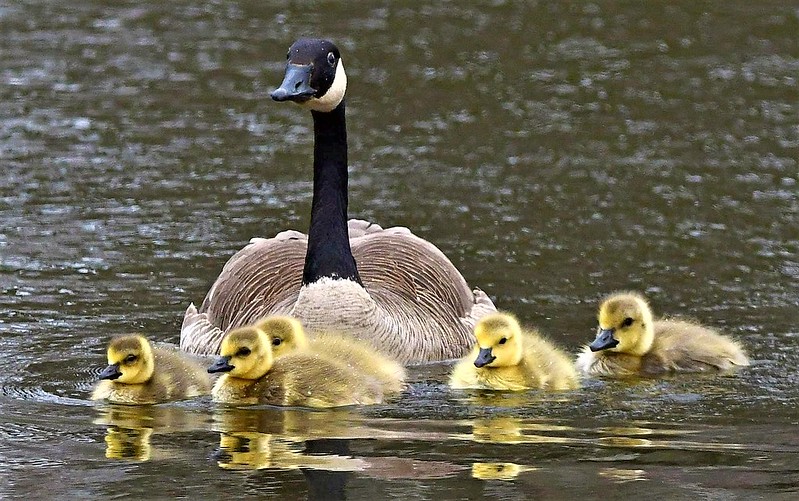 yellow-geese-goslings.jpg