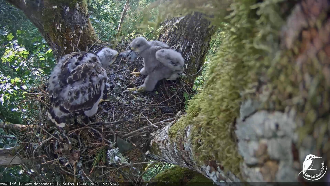 Melnās klijas (Milvus migrans) Kurzemē_ peļu klijāni (Buteo buteo) 14-55-9 screenshot