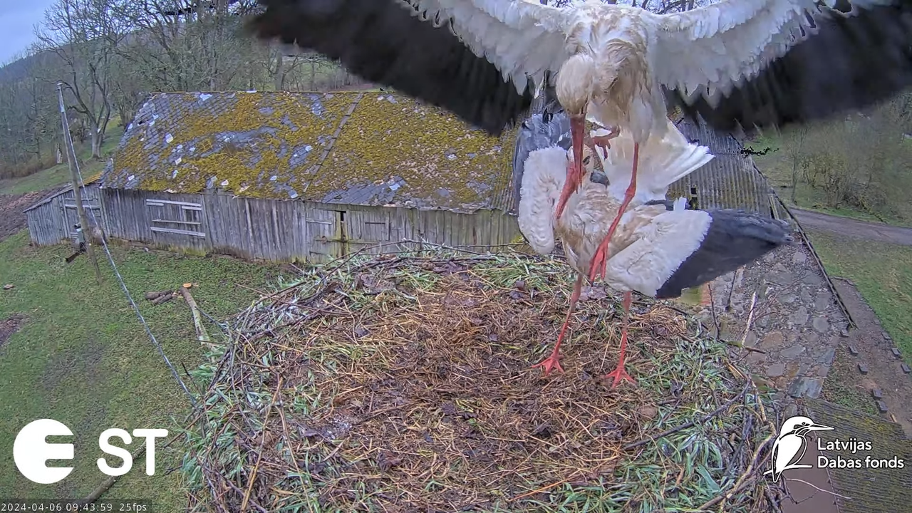Baltie stārķi (Ciconia ciconia) Tukuma novadā - LDF tiešraide __ White storks in Tukums, Latvia 12-4