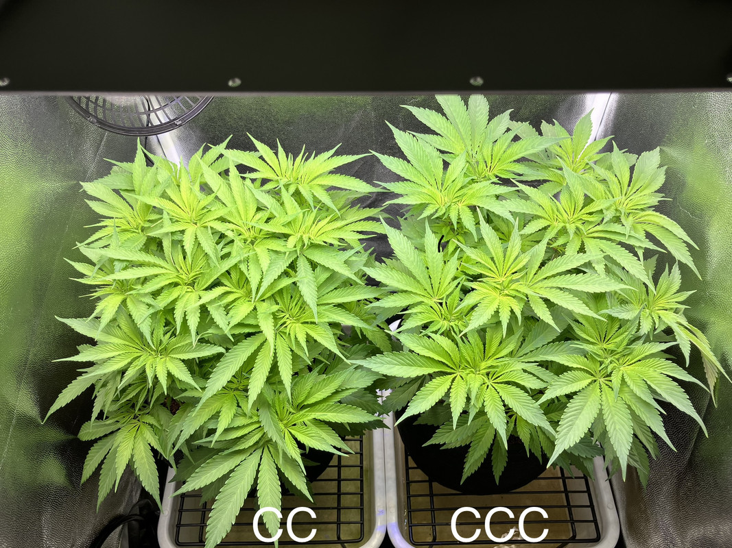 79A2D894-CBEA-45E0-B6EA-FC7CD4F566EC