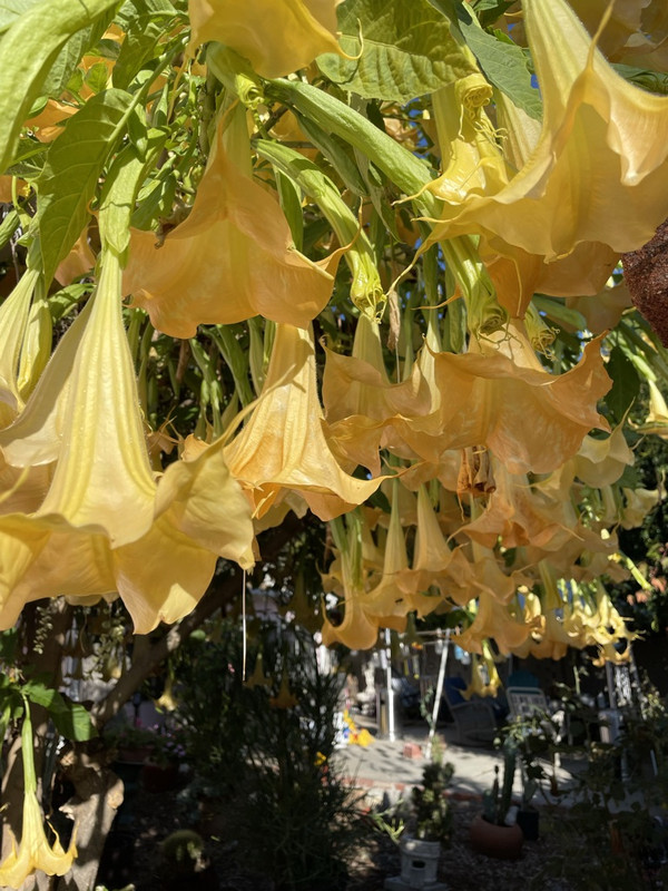 CB0C766F-53AE-469F-8636-11A6D35B6789_1_105_c