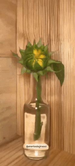 Sunflower_in_Vase_Opening_to_Sun