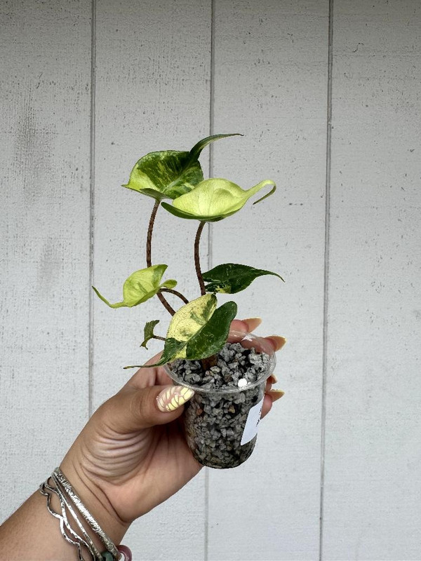 Alocasia Stingray Aurea Variagated 3 months
