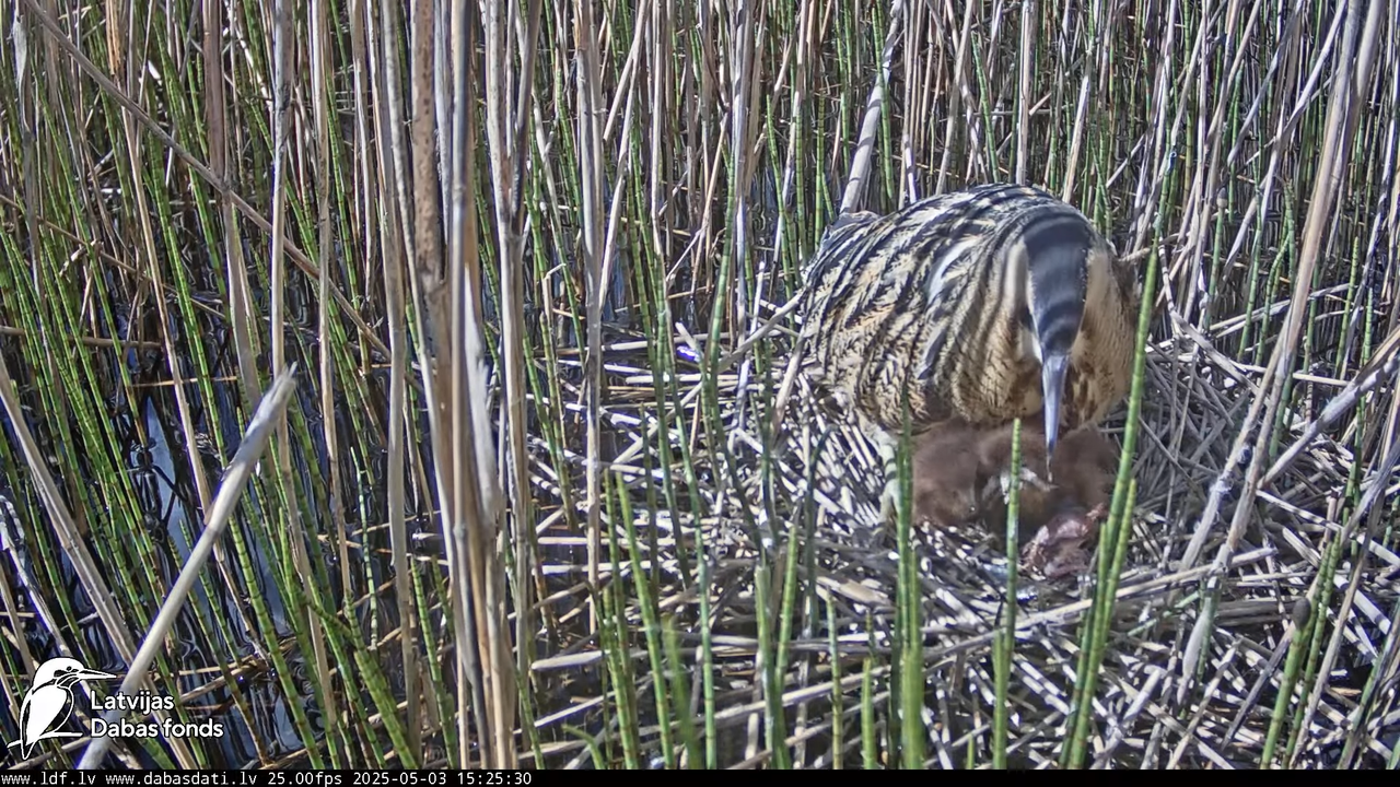 LDF Lielais dumpis (Botaurus stellaris) Zemītes pagastā 14-58-46 screenshot