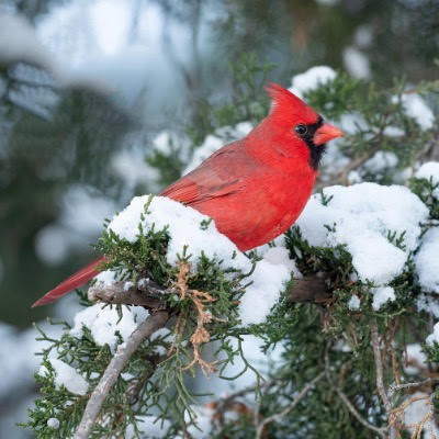 Winter-Cardinal-on-a-branch