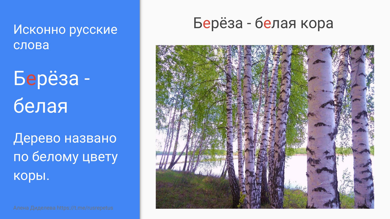 Карточка: берёза - белая