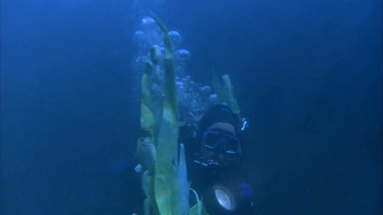 Shark Zone 2003 WebRip [Hindi + Tamil + Telugu + English] 480p, 720p Screenshot