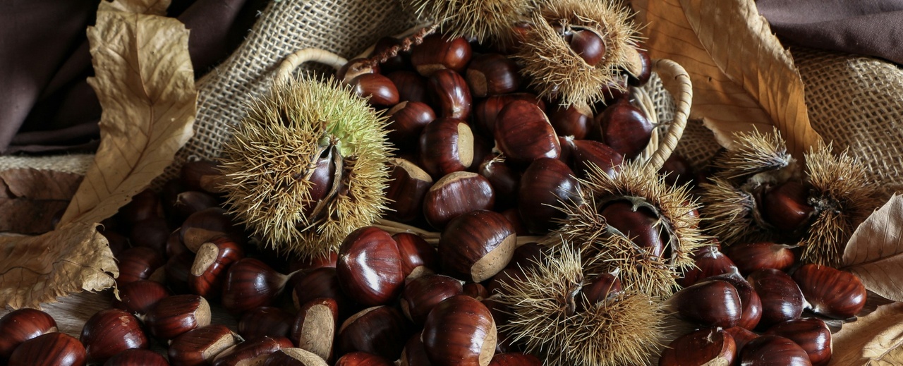 Il nostro castagneto di Marrone Segnino