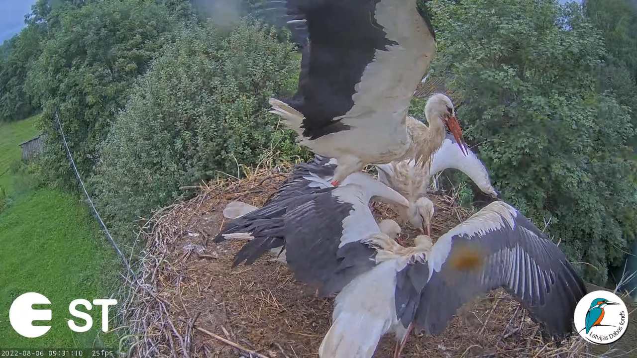 Baltie stārķi (Ciconia ciconia) Tukuma novadā - LDF tiešraide __ White storks in Tukums, Latvia 11-2