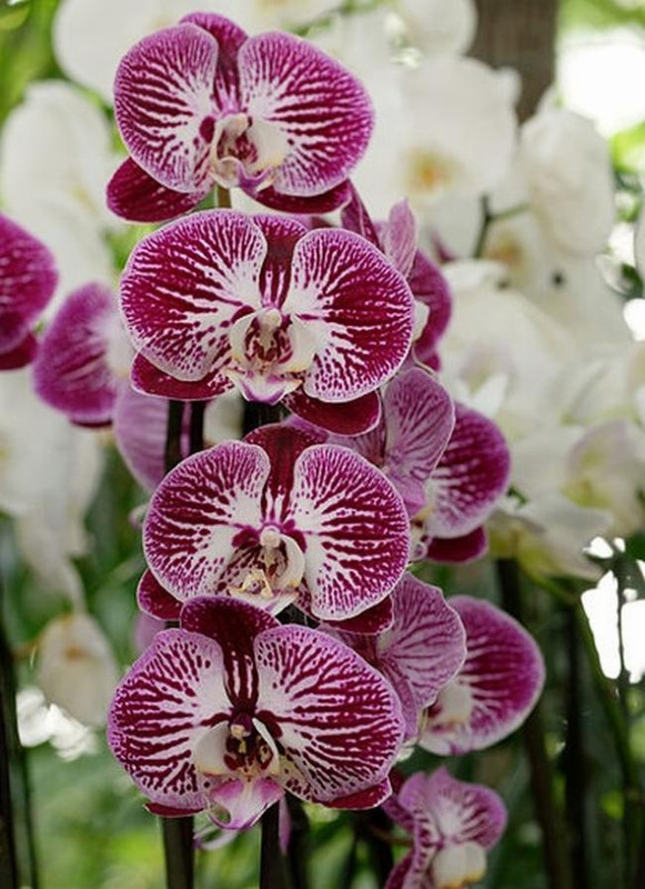 Какие сорта орхидей могут быть скрещены с фаленопсисом shining aphrodite