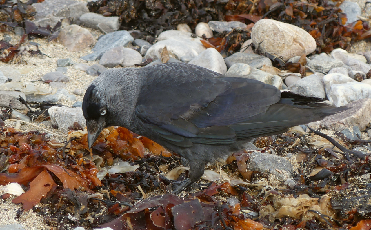 JACKDAW 6 070724