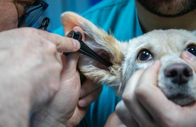 6 consejos básicos e importantes sobre el cuidado de su perro Perro-oreja