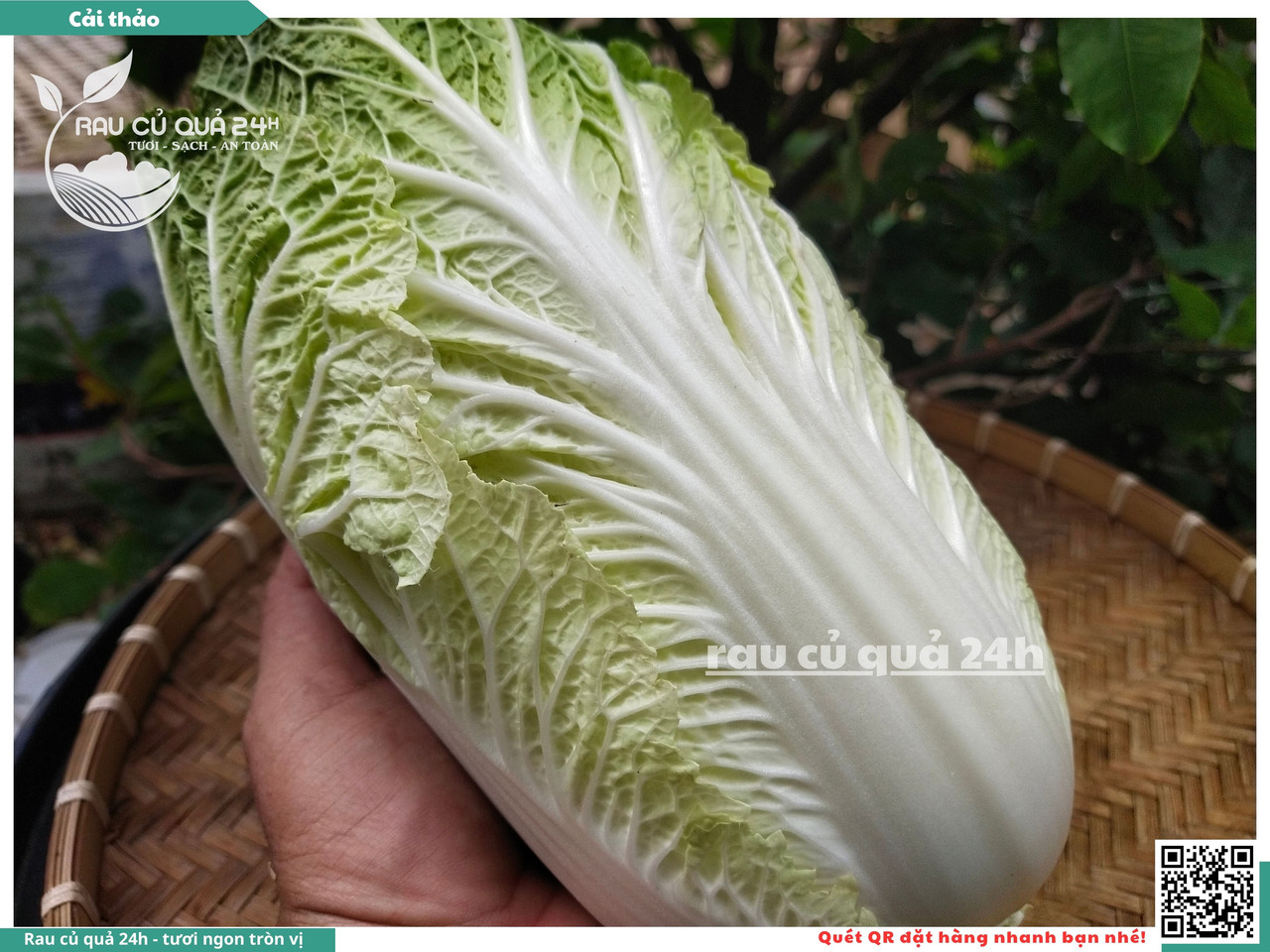 Cải Thảo 15