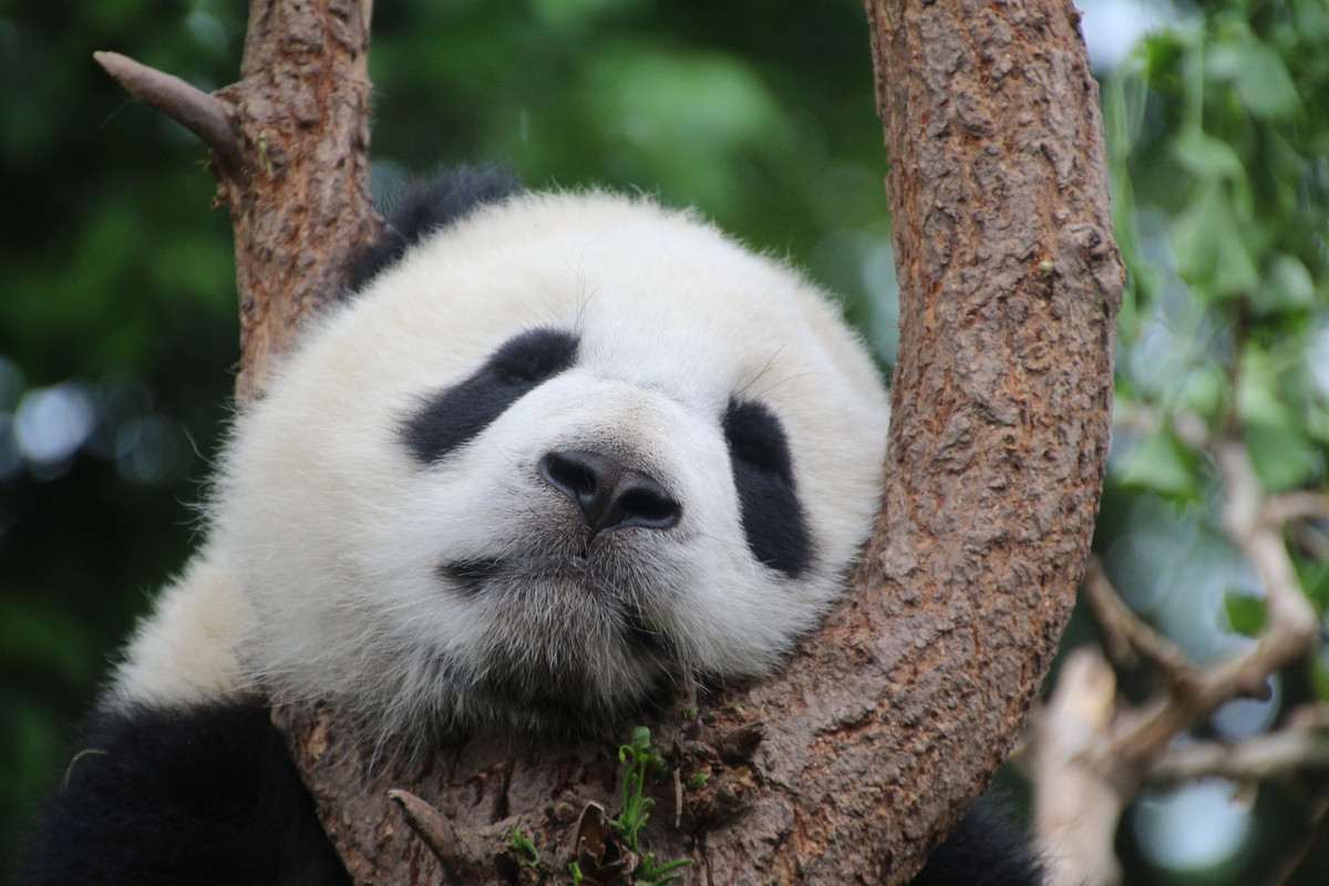 blacknwhite-panda.jpg