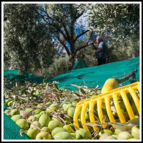 RETE TELO PER RACCOLTA OLIVE ANTISPINA CON OCCHIELLI OCCHIELLATA ANGOLI RINFORZATI PESANTE