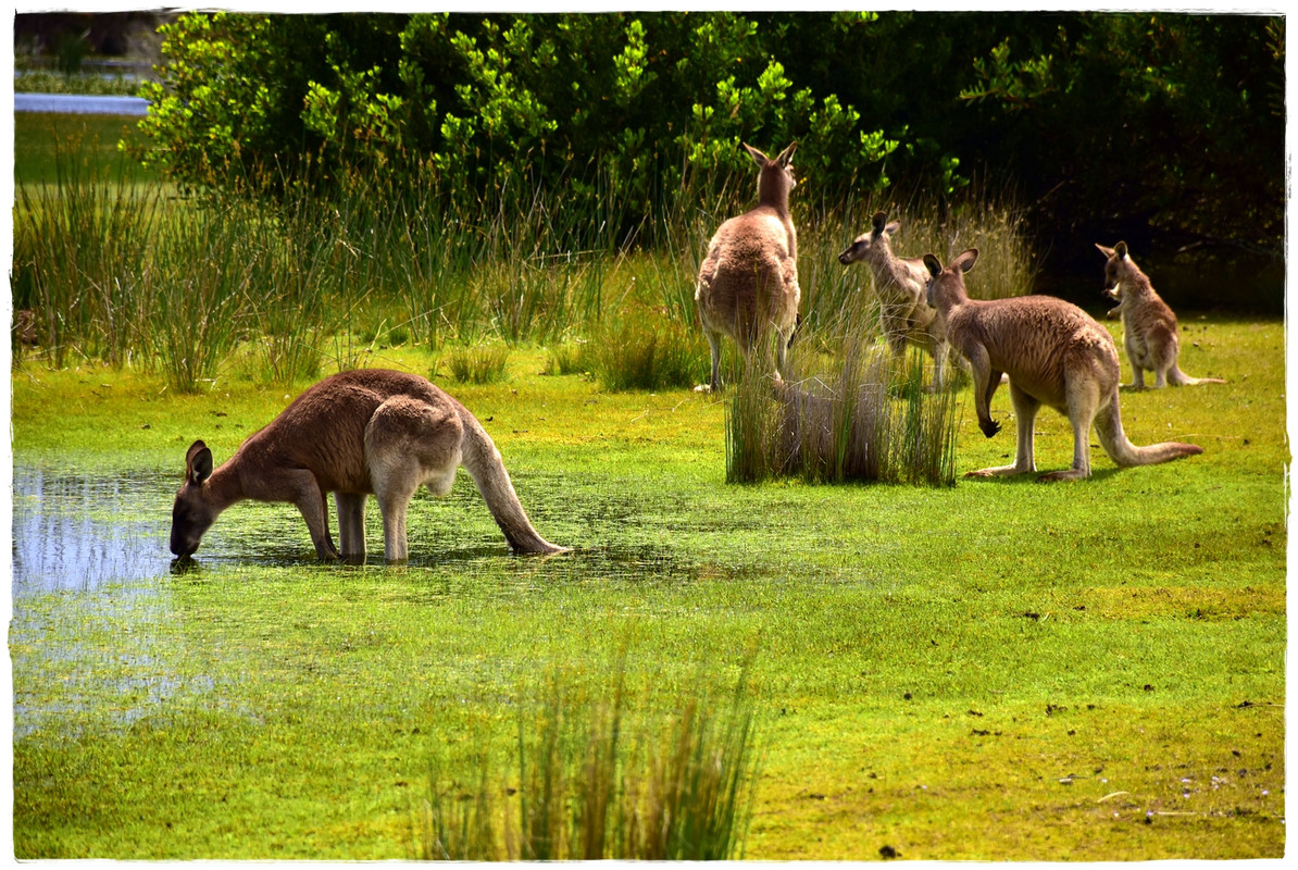 Narawntapu National Park - Australia (II): Recorriendo Tasmania (14)